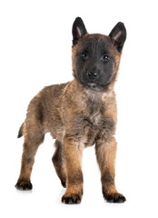 puppy malinois in studio