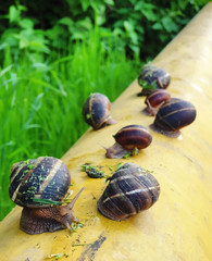 many little brown snails