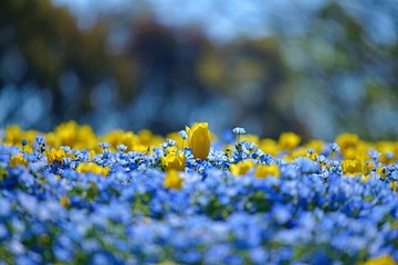 Obraz premium ネモフィラと黄色いチューリップのコラボ