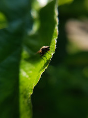 A house fly resting on a leaf, with food in it's mouth
