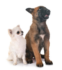 puppy malinois and chihuahua