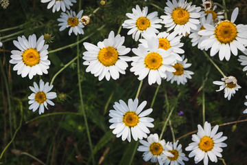 Fototapeta premium Closeup Chamomile on the freen grass background