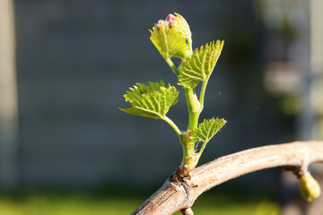 young bud of grape vine