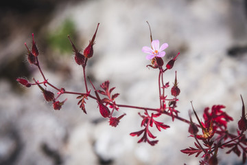 Closeup  violet flower with a red leaves and stem