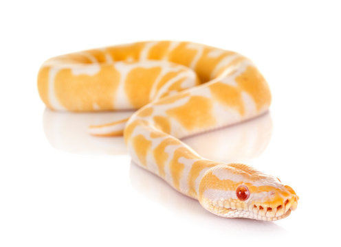 Ball python in studio