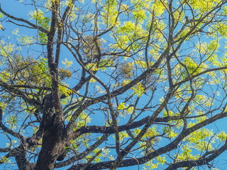 Greeen leaves texture background, view on top tree of many branches and green leaves with blue sky background, nature at Doi Inthanon National Park, Chiang Mai, Thailand.
