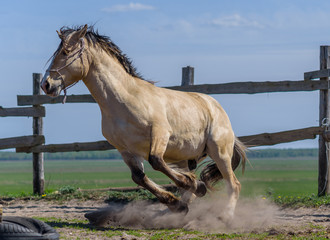 Horse in the paddock on the ranch galloping.