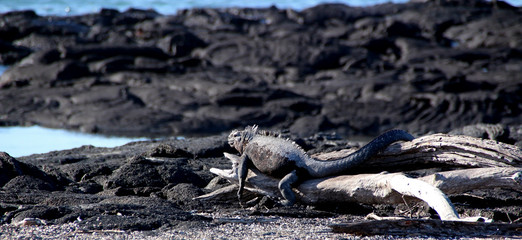 Galapagos Meerechsen auf Felsen des Ozeans