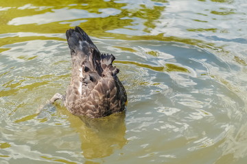 Fototapeta premium a black swan diving in the water, swan pond attraction in Doi Inthanon, Chiang Mai, northrn of Thailand.