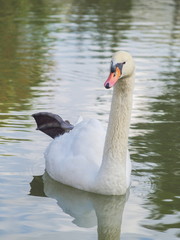 Obraz premium Portrait a cute white swan relax floating in green water, swan pond Doi Inthanon, Chiang Mai, Thailand.