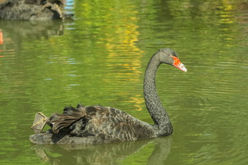 view of black swan floating in green water with blurred background, swan pond attraction in Doi Inthanon, Chiang Mai, northrn of Thailand.