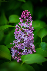 Beautiful lilac flowers on the bush