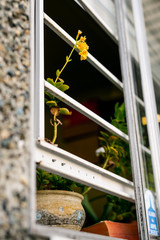 flower at window 