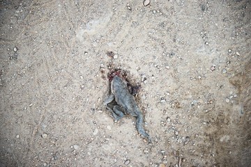 Toad died flat on the road. frog died on cement street. frog run over by a car on an road. car accident on the road.