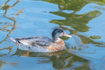 a cute Mallard Duck floating on the water with nature blurred background, swan pond Doi Inthanon, Chiang Mai, Thailand.