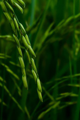 The rice grains are coming out.