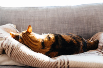 Cat resting on the couch on the specially arranged blanket - relaxed carefree home pet animal
