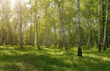 Fototapeten Panorama des Birkenparkwaldes mit warmem Sonnenlicht und Schatten © Mediagfx