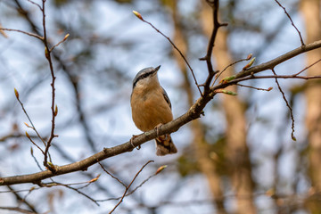 Obraz premium The eurasian nuthatch or wood nuthatch (Sitta europaea)