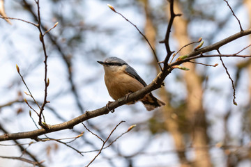 The eurasian nuthatch or wood nuthatch (Sitta europaea)