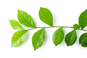 Green leaves isolated over a white background