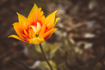 Scenic colorful wild tulip on a brown background, there is a copy space for congratulations