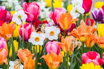Panorama aus vielen bunten Blumen - formatfüllend