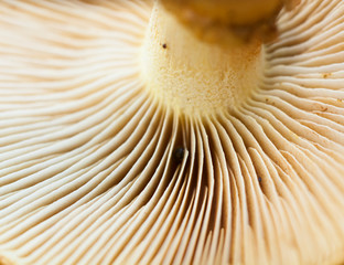 Close up macro image of wild white mushroom from the autumn garden. parts of the mushroom are in...
