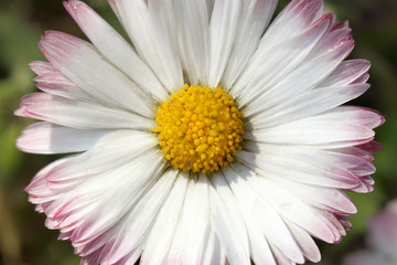 Fototapeta premium Daisy flower close up top view. blooming spring morning