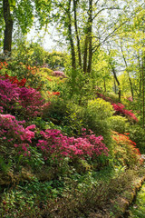 A park in the north eastern Friuli Venezia Giulia region of Italy in spring with lots of azaleas in flower