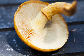 Close up macro image of wild white mushroom from the autumn garden. parts of the mushroom are in focus and other parts blurred out. Gills, stem, stalk and cap are the main parts.