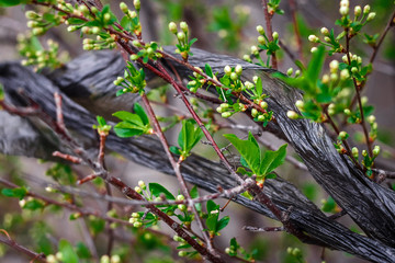 black plastic torn bag tangled in the branches of the tree and it will lead to environmental pollution
