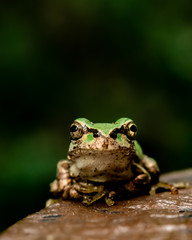 アマガエル