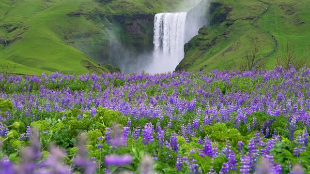 Beautiful scenery of the majestic Skogafoss Waterfall in countryside of Iceland in summer. Skogafoss waterfall is the top famous natural landmark and tourist destination place of Iceland and Europe.