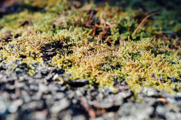 Moss closeup in the forest. Background
