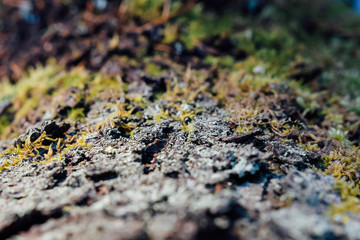 Moss closeup in the forest. Background
