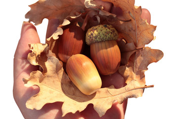 Girl Holding Acorns in Hands