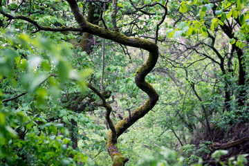 beautiful forest after rain