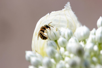 Bee pollinating onion flower