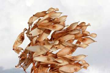 ailanthus seeds on snow