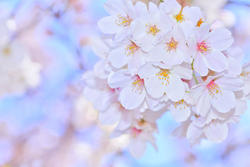 Fototapeta na wymiar 桜の開花イメージ