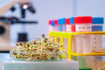 Raw Green Organic radish Microgreens. For making fresh salads. detox, diet. seedlings. Research in microbiological lab of content pathogenic bacteria