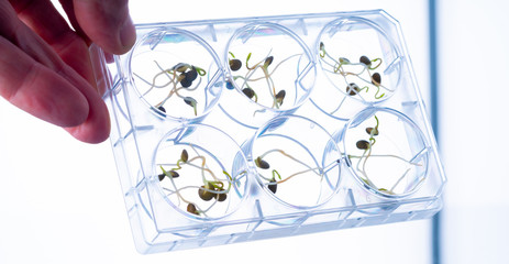 Microgreen sprouts quality control in Sanitary and epidemiological control laboratory
