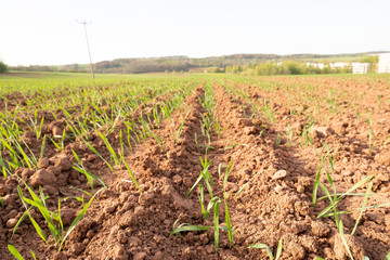 Agricultural field with plant shoots