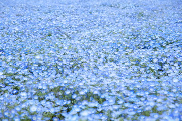 ネモフィラ畑