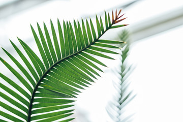 Obraz premium Close up view of green fern. Blurred background.Texture for wallpaper or web banner.