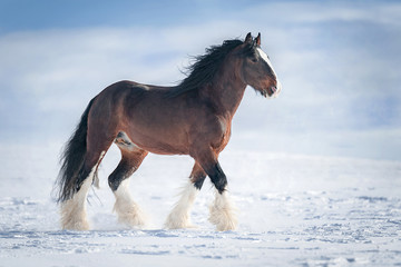 Shirehorse Hengst