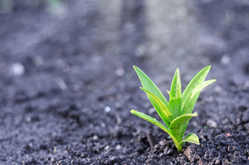 Background image, green sprout in the ground. Out of focus, light effect.