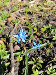 snowdrop in the Park  