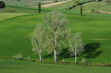birch trees and beautiful green rolling hills around Siena during the spring season. Tuscany, Italy.